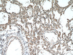 HUWE1 Antibody in Immunohistochemistry (Paraffin) (IHC (P))