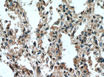 HUWE1 Antibody in Immunohistochemistry (Paraffin) (IHC (P))