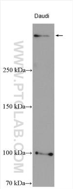 HUWE1 Antibody in Western Blot (WB)