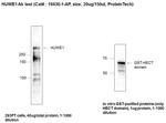 HUWE1 Antibody in Western Blot (WB)