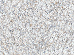 ALDH3B1 Antibody in Immunohistochemistry (Paraffin) (IHC (P))