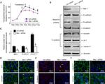 Claudin 11 Antibody in Western Blot, Immunocytochemistry (WB, ICC/IF)