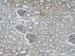 Nestin Antibody in Immunohistochemistry (Paraffin) (IHC (P))