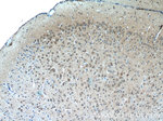 Nestin Antibody in Immunohistochemistry (Paraffin) (IHC (P))