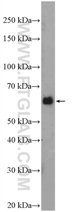 ATG14/Barkor (N-terminal) Antibody in Western Blot (WB)