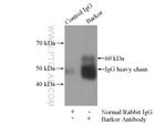 ATG14/Barkor (N-terminal) Antibody in Immunoprecipitation (IP)