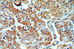 ADCY3 Antibody in Immunohistochemistry (Paraffin) (IHC (P))