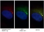 ADCY3 Antibody in Immunocytochemistry (ICC/IF)