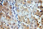 Aldehyde oxidase Antibody in Immunohistochemistry (Paraffin) (IHC (P))