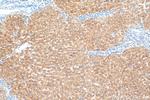 Aldehyde oxidase Antibody in Immunohistochemistry (Paraffin) (IHC (P))