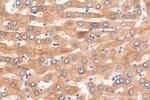 Aldehyde oxidase Antibody in Immunohistochemistry (Paraffin) (IHC (P))