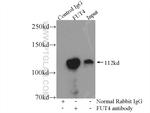 FUT4 Antibody in Immunoprecipitation (IP)