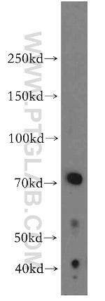 LRMP Antibody in Western Blot (WB)