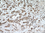 SULT1A3 Antibody in Immunohistochemistry (Paraffin) (IHC (P))