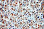 SULT1A3 Antibody in Immunohistochemistry (Paraffin) (IHC (P))