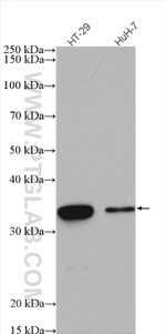 SULT1A3 Antibody in Western Blot (WB)