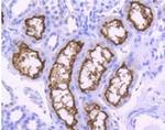 Angiotensin Converting Enzyme 2 (ACE2) Antibody in Immunohistochemistry (Paraffin) (IHC (P))