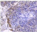 Angiotensin Converting Enzyme 2 (ACE2) Antibody in Immunohistochemistry (Paraffin) (IHC (P))