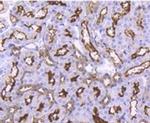 Angiotensin Converting Enzyme 2 (ACE2) Antibody in Immunohistochemistry (Paraffin) (IHC (P))