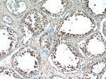 NPFFR2 Antibody in Immunohistochemistry (Paraffin) (IHC (P))