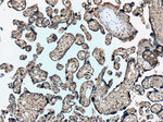 NPFFR2 Antibody in Immunohistochemistry (Paraffin) (IHC (P))