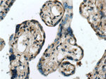 NPFFR2 Antibody in Immunohistochemistry (Paraffin) (IHC (P))