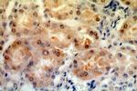 MAST3 Antibody in Immunohistochemistry (Paraffin) (IHC (P))