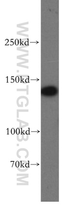 MAST3 Antibody in Western Blot (WB)