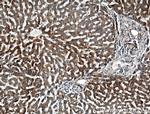 PACS2 Antibody in Immunohistochemistry (Paraffin) (IHC (P))