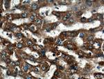 PACS2 Antibody in Immunohistochemistry (Paraffin) (IHC (P))