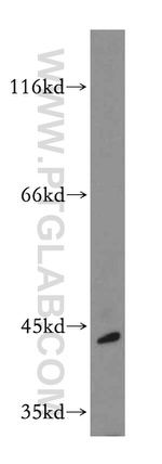 EDG7 Antibody in Western Blot (WB)