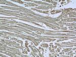 EDG7 Antibody in Immunohistochemistry (Paraffin) (IHC (P))