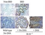 RIPK2 Antibody in Immunohistochemistry (IHC)