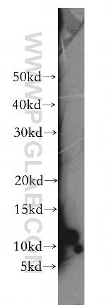 MRAP Antibody in Western Blot (WB)