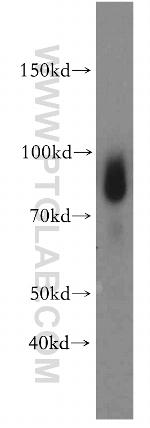 TXNRD3 Antibody in Western Blot (WB)