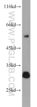 AFMID Antibody in Western Blot (WB)