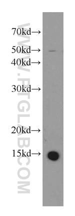 ATP6V1G3 Antibody in Western Blot (WB)