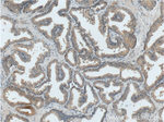 TICAM2 Antibody in Immunohistochemistry (Paraffin) (IHC (P))