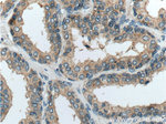 TICAM2 Antibody in Immunohistochemistry (Paraffin) (IHC (P))