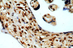 SENP5 Antibody in Immunohistochemistry (Paraffin) (IHC (P))