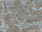 SENP5 Antibody in Immunohistochemistry (Paraffin) (IHC (P))