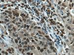 SENP5 Antibody in Immunohistochemistry (Paraffin) (IHC (P))