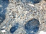 Cxcr2 Antibody in Immunohistochemistry (Paraffin) (IHC (P))