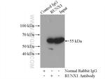RUNX1 (N-terminal) Antibody in Immunoprecipitation (IP)