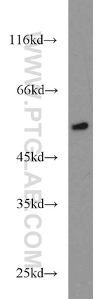 RUNX1 (N-terminal) Antibody in Western Blot (WB)