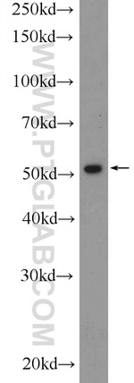 RUNX1 (N-terminal) Antibody in Western Blot (WB)