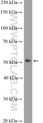 RUNX1 (N-terminal) Antibody in Western Blot (WB)