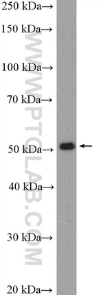 RUNX1 (N-terminal) Antibody in Western Blot (WB)