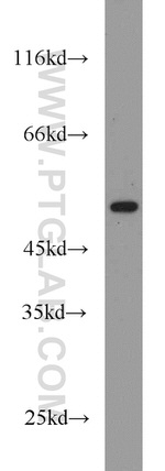 RUNX1 (N-terminal) Antibody in Western Blot (WB)