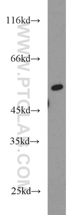 RUNX1 (N-terminal) Antibody in Western Blot (WB)